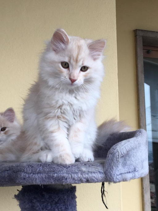 BROOKLYN red silver tabby shaded