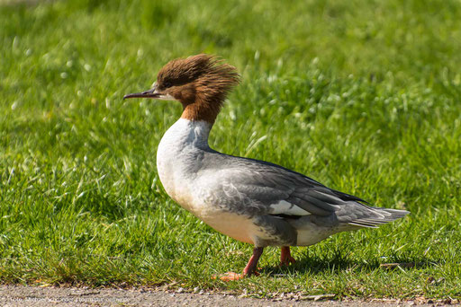 Gänsesager