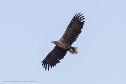 Ein Seeadler hofft auf leichte Beute