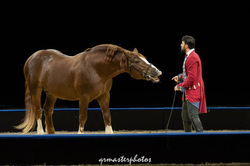 Equita Lyon spectacle equestre