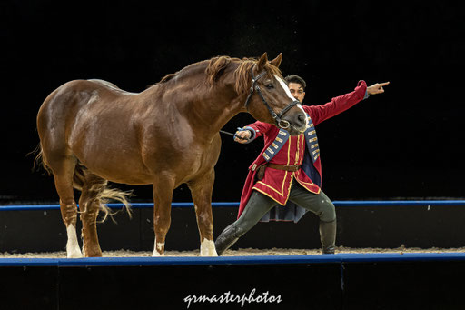 Equita Lyon spectacle equestre