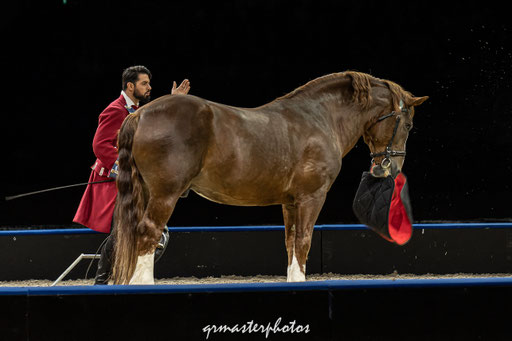 Equita Lyon spectacle equestre