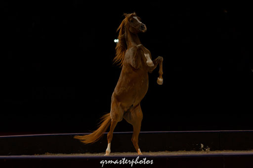 Equita Lyon spectacle equestre