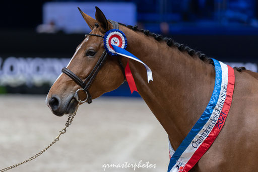 Equita Lyon cheval concours