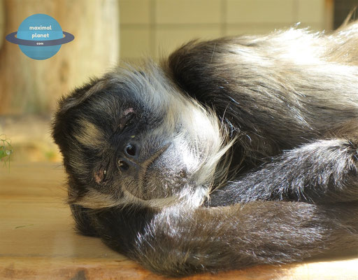 Affen im Zoologischer Stadtgarten Karlsruhe