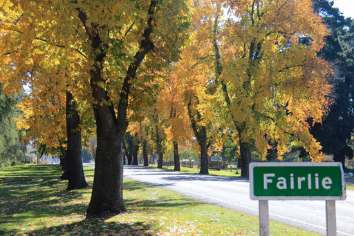 583: The Avenue Fairlie
