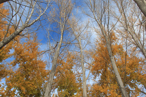584: Clear blue autumn day adventures!