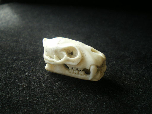  Lion Skull