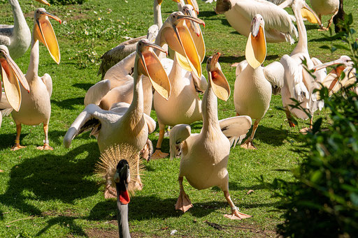 Die Pelikane warten auf die Fütterung