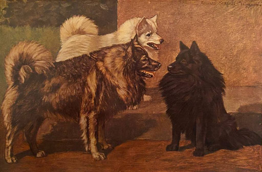 Richard Strebel: "Wolf - weißer - schwarzer Spitz" (1904/1905)
