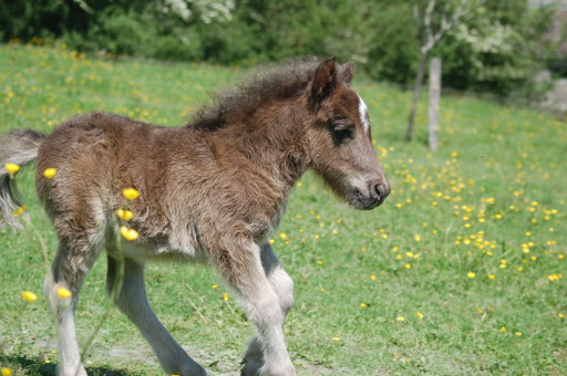 Gombo Des Sets , 1 mois - poulain né en 2016, mère : Commelina Des Sets