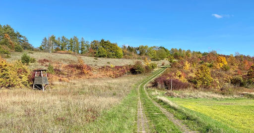 Herbstleuchten entlang des P21 und Familienpfad Point India.