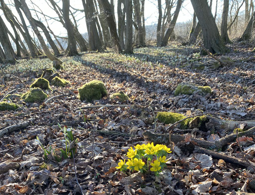Frühlingsblumen entlang des P21 Point India.
