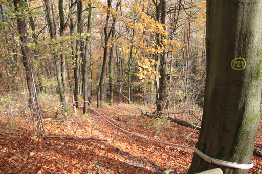 Herbstzeit, Wanderzeit, P 21 Point India unterhalb vom Aussichtsturm Point India.. 