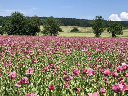 Mohnblüte im Nachbardorf Grandenborn.