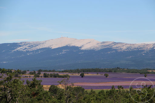 Le Mont-Ventoux pendant la floraison des lavandes, vers Sault, Provence (Vaucluse), Juillet 2020