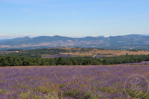 Paysage provençal violet, vers Sault, Provence (Vaucluse),+ Juillet 2020