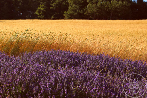 Lavandes violettes et blés jaunes, vers Sault, Provence (Vaucluse), Juillet 2020