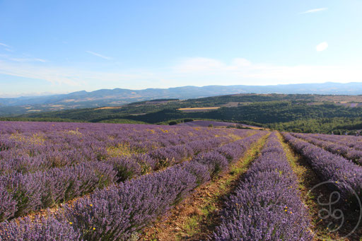 Lavandes descendantes, vers Sault, Provence (Vaucluse), Juillet 2020