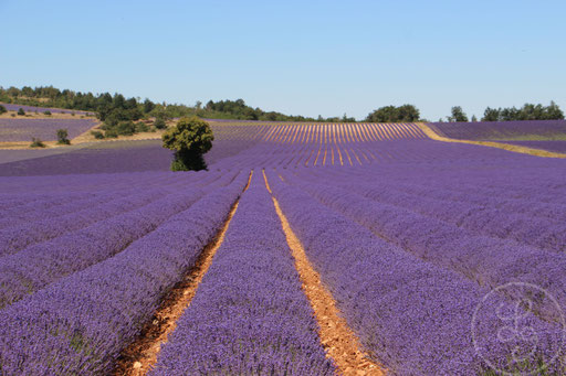 Allées de lavandes, vers Sault, Provence (Vaucluse), Juillet 2020