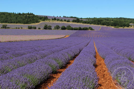 Rangées de lavandes et d'ocre, vers Sault, Provence (Vaucluse), Juillet 2020