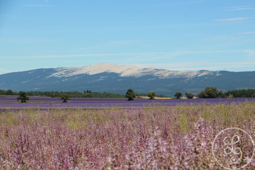 Champ de sauge et Mont-Ventoux, vers Sault, Provence (Vaucluse), Juillet 2020