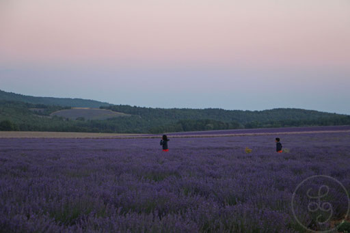 Aya et Zakaria en short orange dans les lavandes, vers Sault, Provence (Vaucluse), Juillet 2020