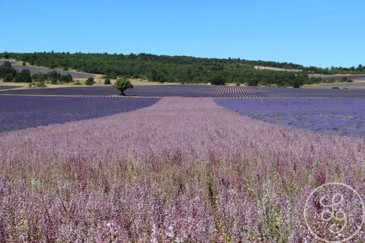 Champ de sauge entouré de champs de lavandes, vers Sault, Provence (Vaucluse), Juillet 2020