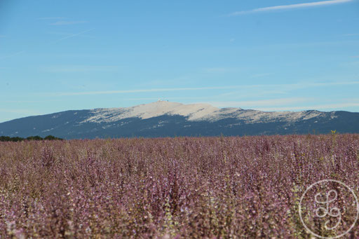 Champ de sauge et Mont-Ventoux, vers Sault, Provence (Vaucluse), Juillet 2020