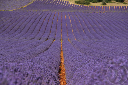 Rangées de lavandes, vers Sault, Provence (Vaucluse), Juillet 2020