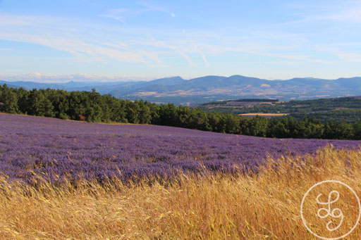 Champ de lavandes et de blés, vers Sault, Provence (Vaucluse), Juillet 2020