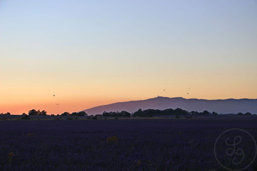 Vols de parapentes devant le Mont-Ventoux au coucher du soleil, vers Sault, Provence (Vaucluse), Juillet 2020