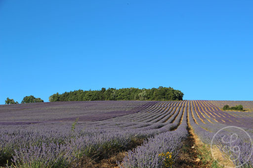 Champ de lavandes montantes, vers Sault, Provence (Vaucluse), Juillet 2020