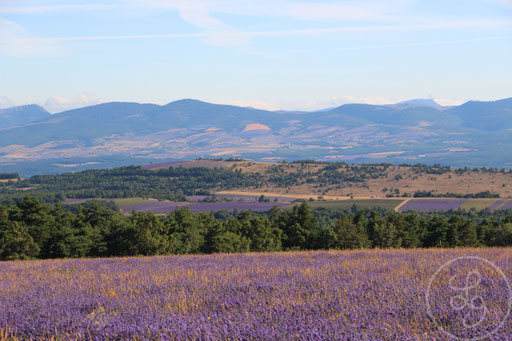 Paysage provençal et lavandes, vers Sault, Provence (Vaucluse), Juillet 2020