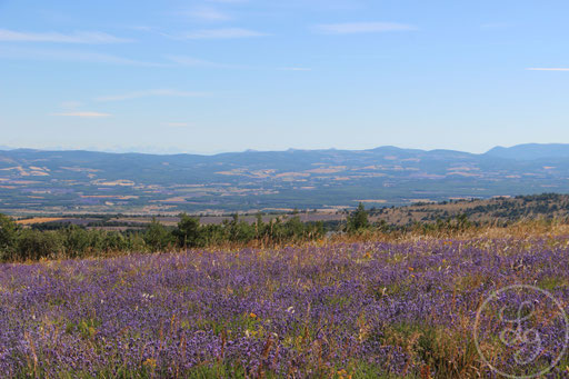 Paysage provençal, vers Sault, Provence (Vaucluse), Juillet 2020