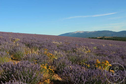 Mont-Ventoux et champs, vers Sault, Provence (Vaucluse), Juillet 2020