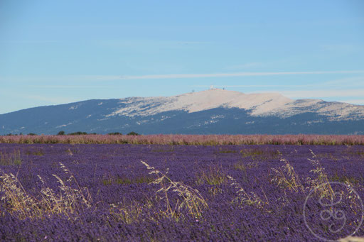 Le Mont-Ventoux, un champ de lavandes et des épis de blé, vers Sault, Provence (Vaucluse), Juillet 2020