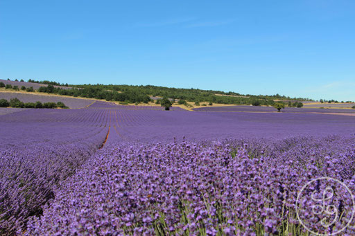 Etendue violette, vers Sault, Provence (Vaucluse), Juillet 2020