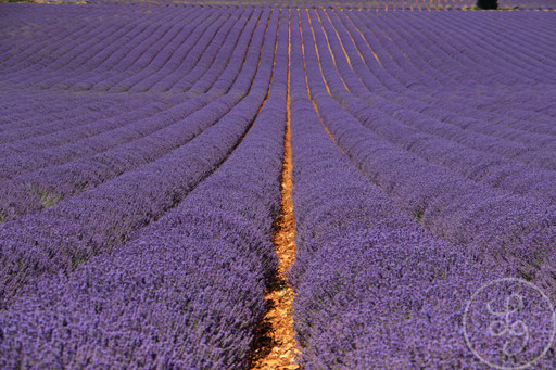 Des lavandes à perte de vue, vers Sault, Provence (Vaucluse), Juillet 2020