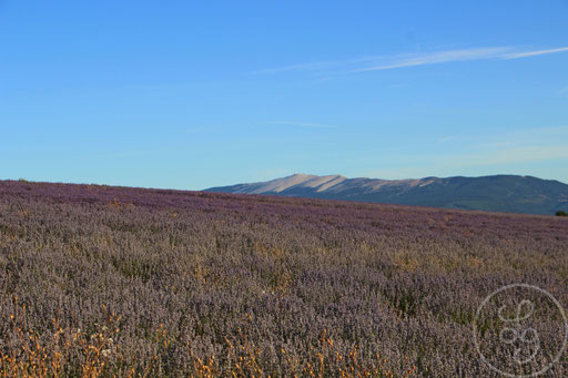 Champ de sauge et Mont-Ventoux, vers Sault, Provence (Vaucluse), Juillet 2020