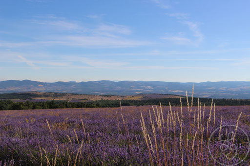 Lavandes, blés et paysage provençal, vers Sault, Provence (Vaucluse), Juillet 2020