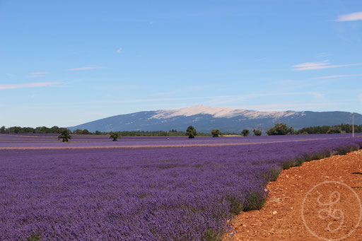 Champ de lavande violet, terre ocre et Mont-Ventoux, vers Sault, Provence (Vaucluse), Juillet 2020