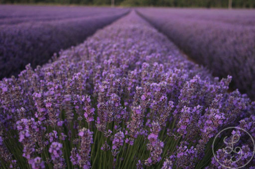 Infini de lavandes, vers Sault, Provence (Vaucluse), Juillet 2020