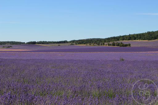 Infini violet, vers Sault, Provence (Vaucluse), Juillet 2020