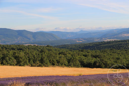 Paysage provençal, lavandes et blés, vers Sault, Provence (Vaucluse), Juillet 2020