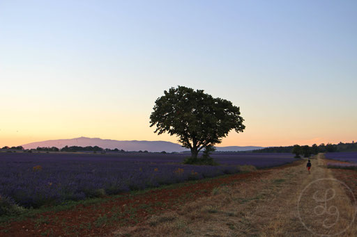 Zakaria explore l'immense champ de lavandes, vers Sault, Provence (Vaucluse), Juillet 2020