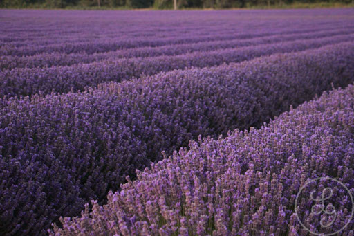 Vagues violettes, vers Sault, Provence (Vaucluse), Juillet 2020