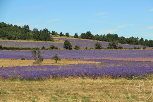 Paysage de lavandes et d'herbes, vers Sault, Provence (Vaucluse), Juillet 2020