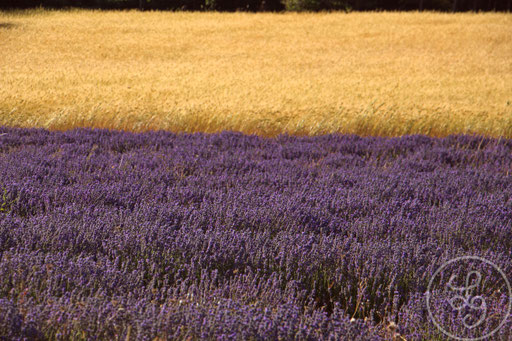 Lavandes violettes et blés jaunes, vers Sault, Provence (Vaucluse), Juillet 2020