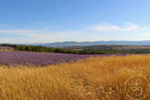 Paysage violet et jaune, vers Sault, Provence (Vaucluse), Juillet 2020